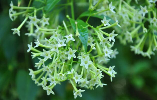 5 loại hoa trồng đuổi muỗi ở ban công nhà