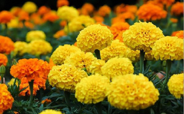 5 loại hoa trồng đuổi muỗi ở ban công nhà