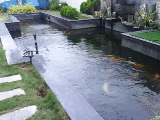 Chống thấm hồ cá và các phương pháp áp dụng hiệu quả 100%