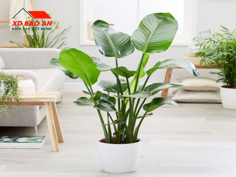 Đưa cây xanh vào nhà để lọc khí và điều hòa không khí tự nhiên